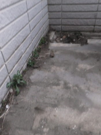 セキスイハウス　一宮　防水