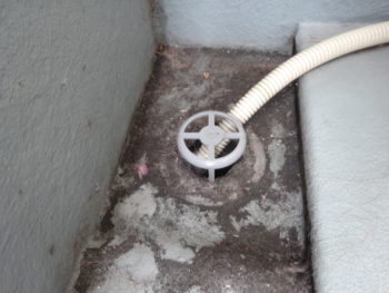 一宮市　コウモリ