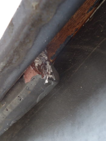 一宮　コウモリ